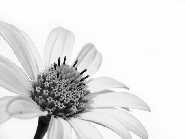 Light Flower on White
