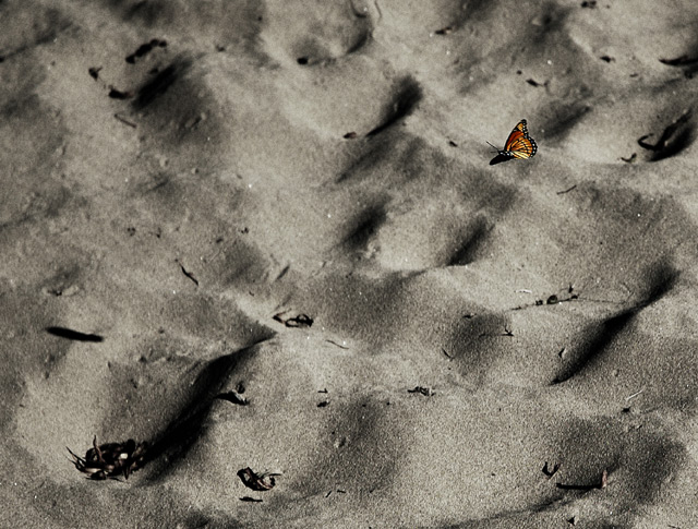 Butterfly on Beach