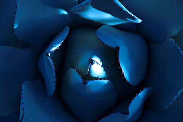 Blue Succulent