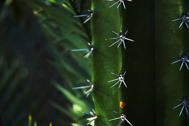 Cactus