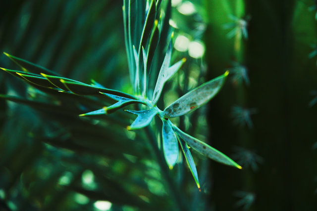 Desert Plants