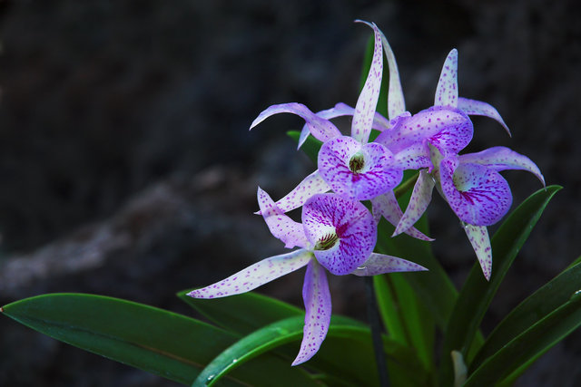 Orchid