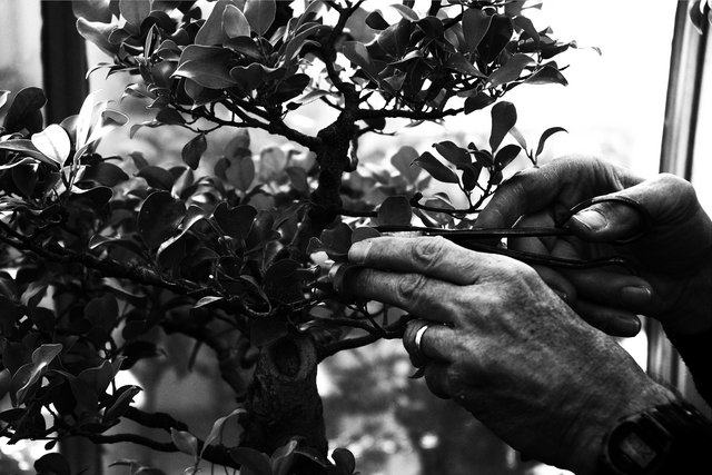 Pruning