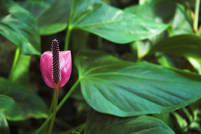 Pink and Spiney