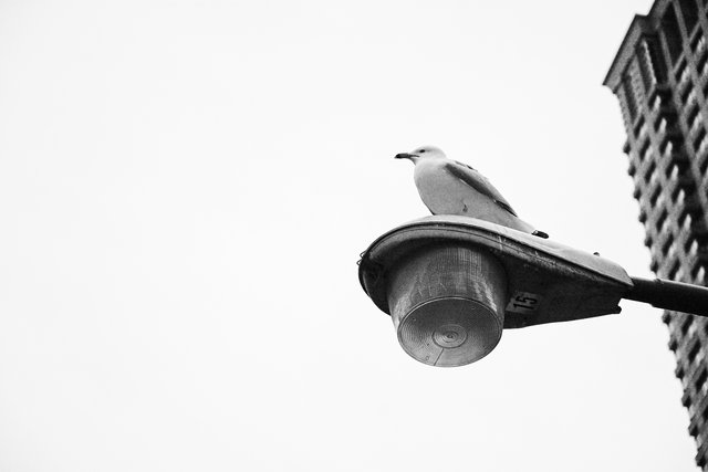 Perched