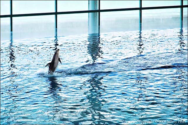 Dolphin