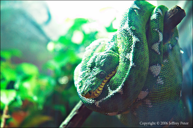Green Snake