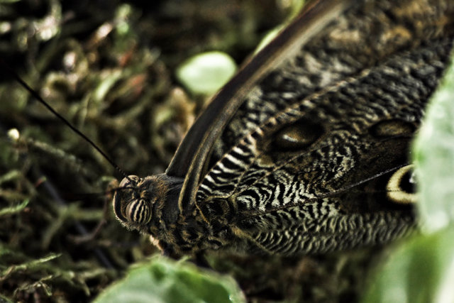 Camouflage Morpho