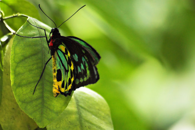 Pastel Butterfly