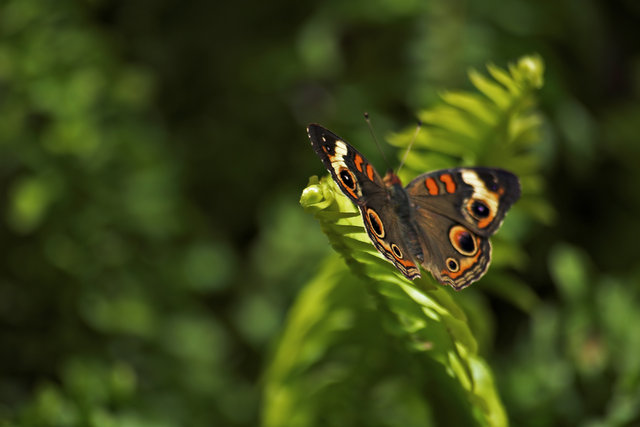 Buckeye on Frond
