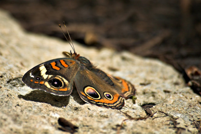 Buckeye on Ground