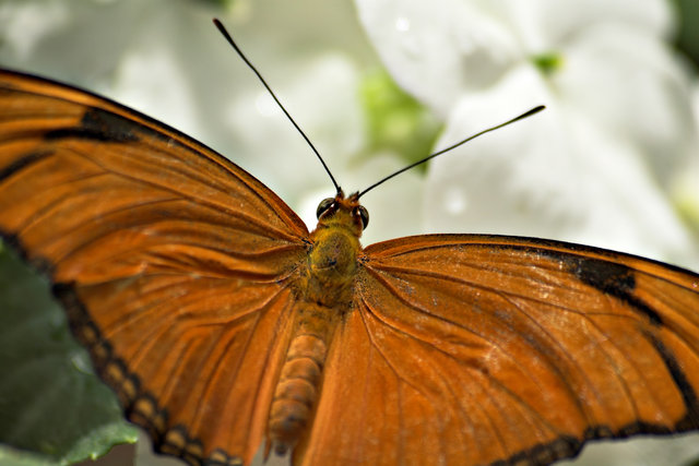 Julia Spreading its Wings