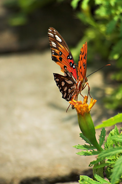 Butterfly on Bud