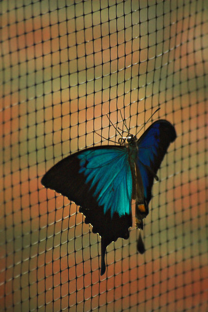 Mountain Blue on Net