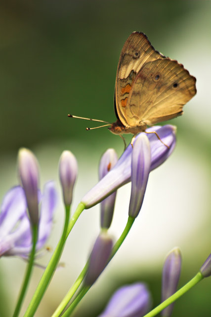 Butterfly on Purple Flower