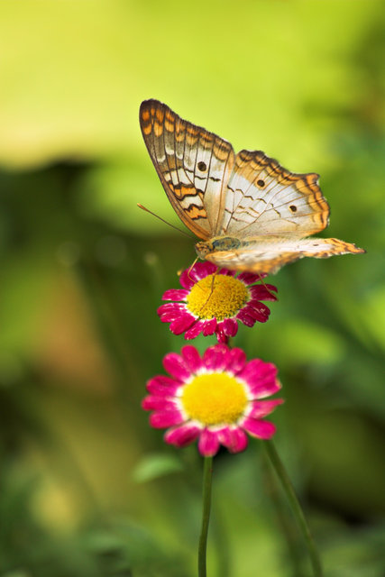 Butterfly on Pink Flower