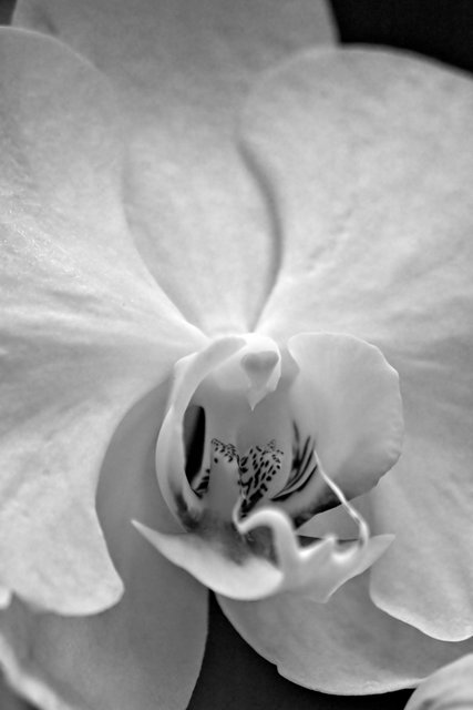 Black and White Orchid