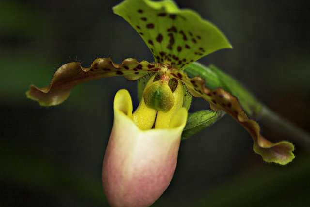 Pitcher Plant