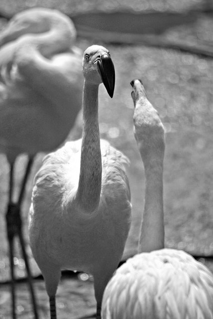 Black and White Flamingos