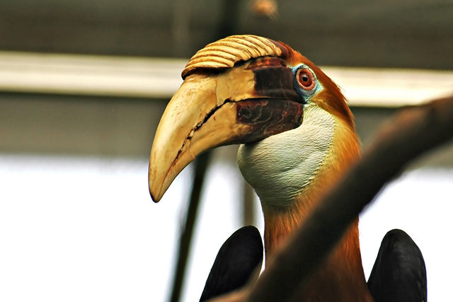 Hornbill