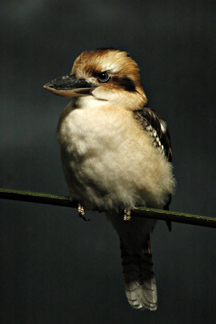 Perched