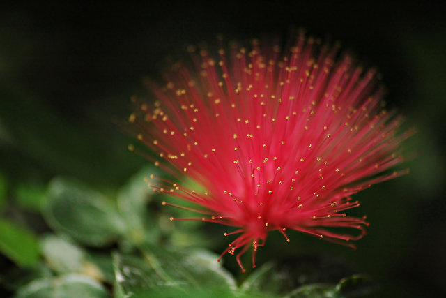Fiber-Optic Flower