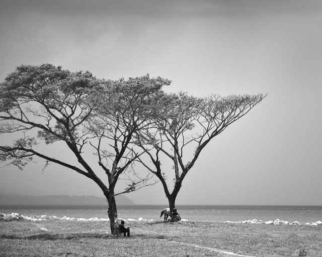 Resting Under Trees