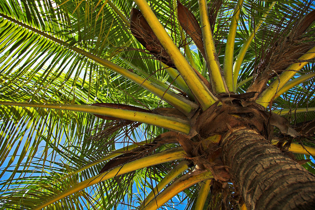 Under Palm