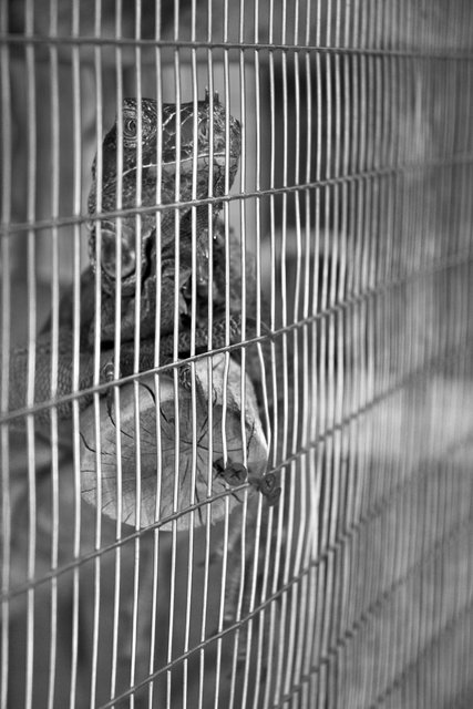 Caged