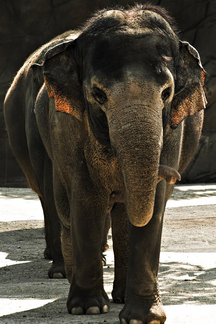 Elephant