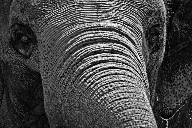Elephany Eyes