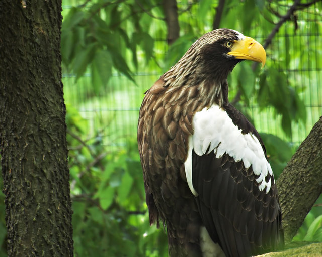 Eagle Looking Over Shoulder