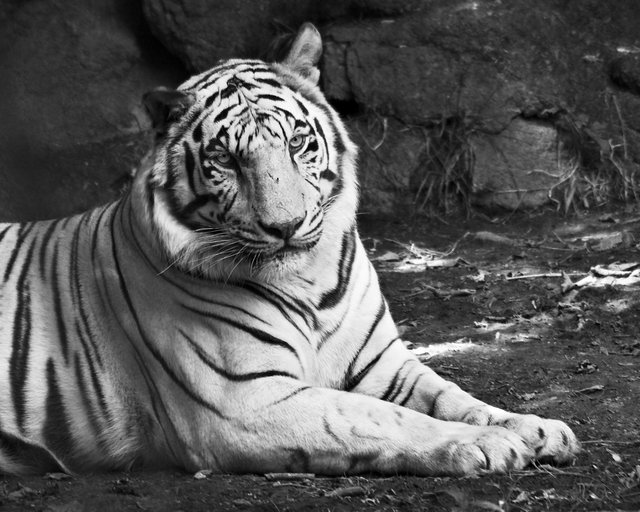 White Tiger