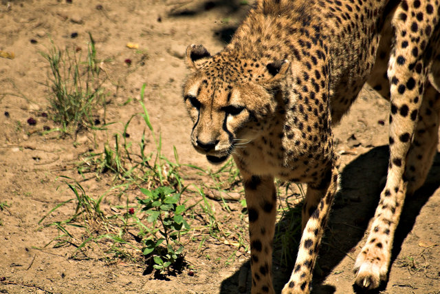 Cheetah