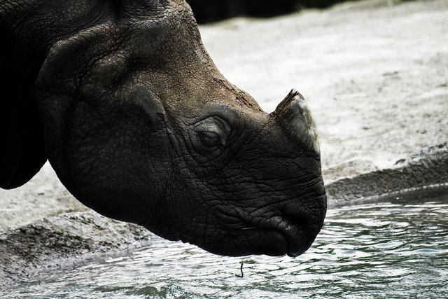 Rhinoceros