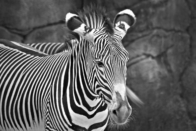 Zebra