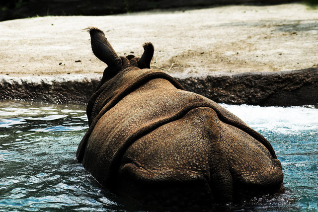 Rhinoceros in Water