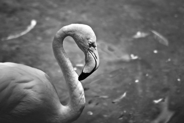 Flamingo S