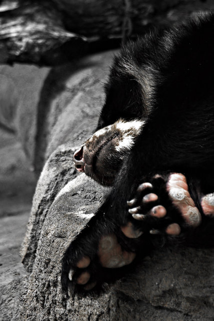 Hibernate