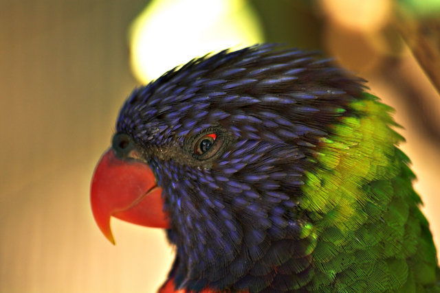 Lorikeet Close-up