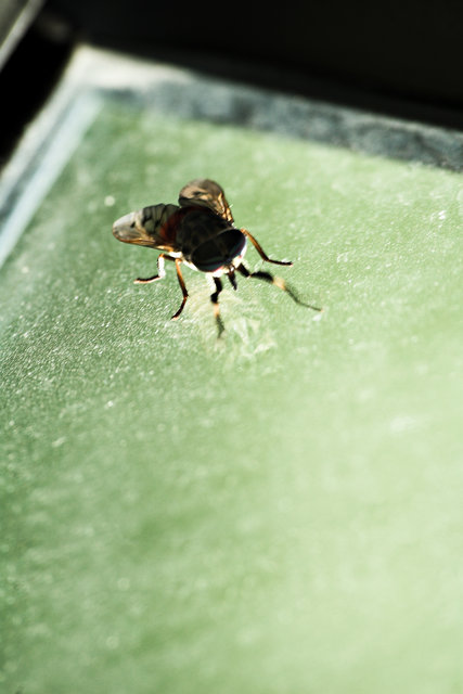 Fly on the Window