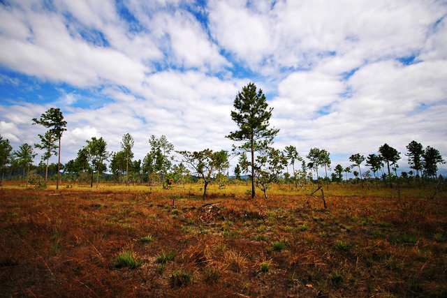 Belizean Landscape