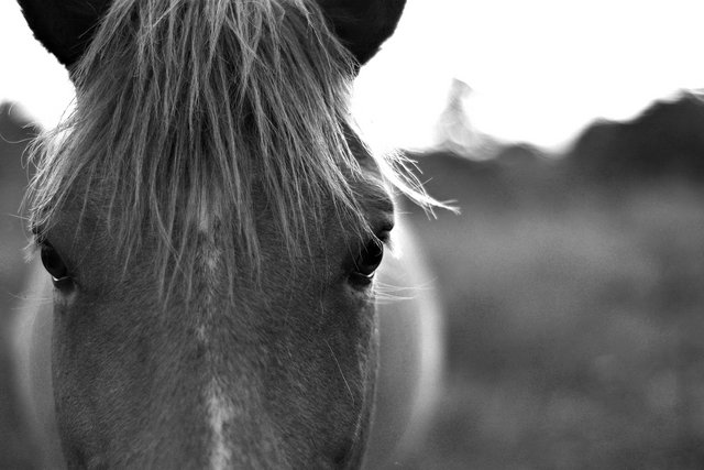 Equus