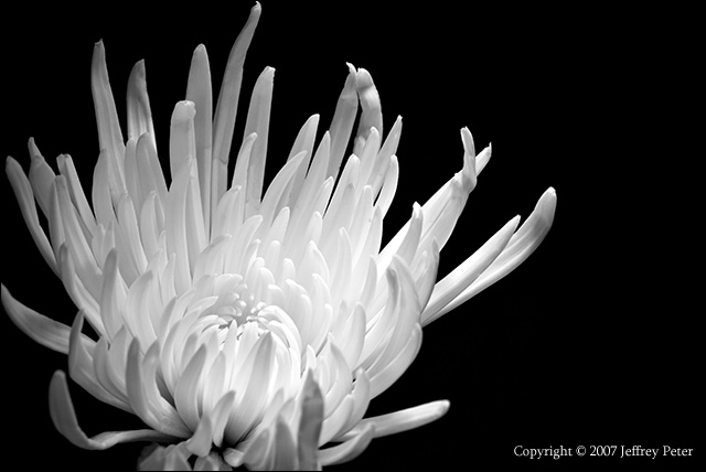 white_flower_on_black.jpg