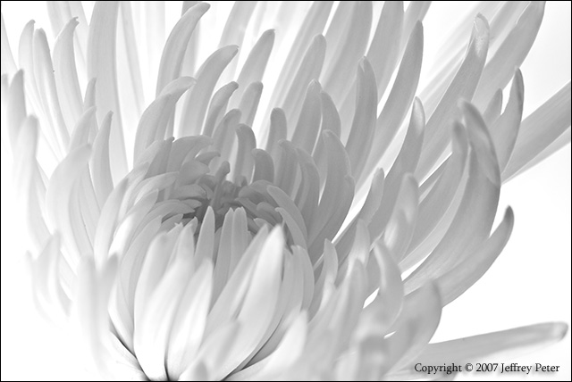 light_flower_on_light.jpg