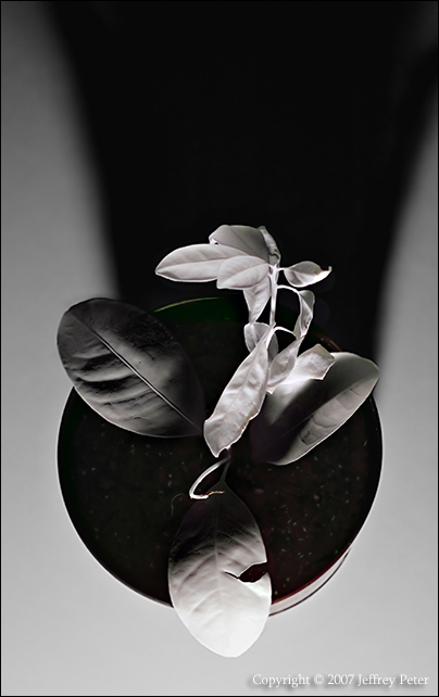 orange_sapling_infrared.jpg