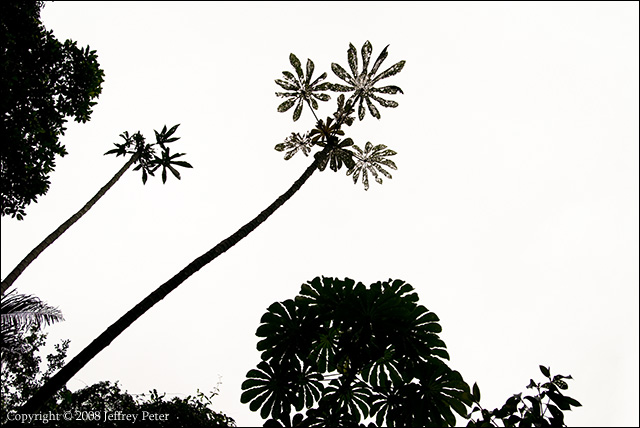 looking_up_in_rainforest.jpg
