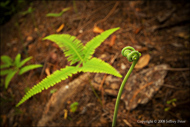 rainforest_fern.jpg