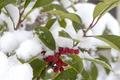 DSC_0423.JPG