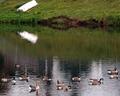 Geese & Boat